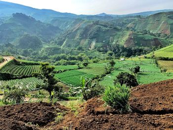 Scenic view of agricultural field