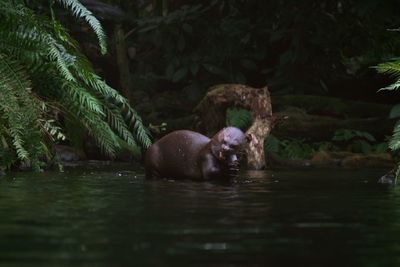 View of otter eating in water