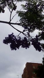 Low angle view of trees against sky