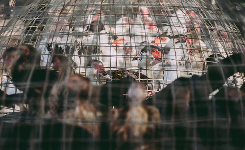 Close-up of bird in cage