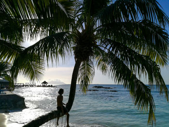 Silhouette palm tree by sea against sky