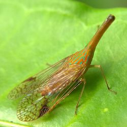 Close-up of insect