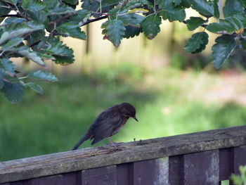 Bird perching on a railing