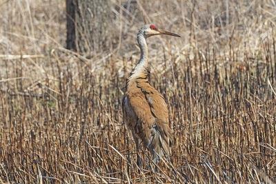 View of bird on field