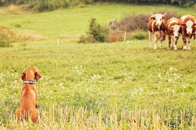 Cows grazing on grassy field