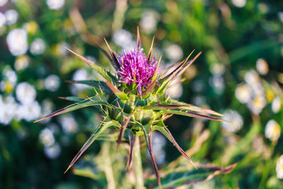 Close-up of thistle flower bud outdoors