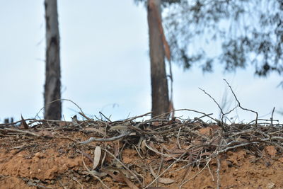 Dead tree on field against sky