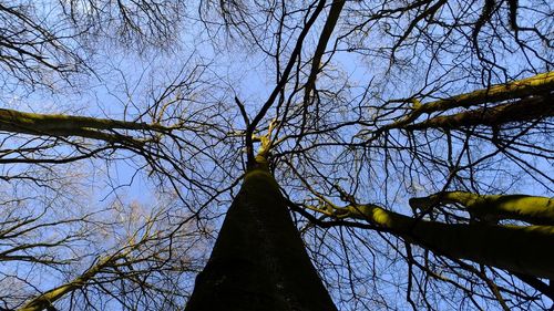 Low angle view of bare trees against sky