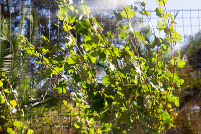 Low angle view of green plants