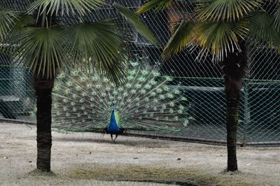 Peacock on palm tree