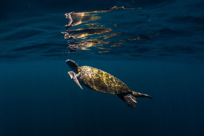 Turtle swimming undersea