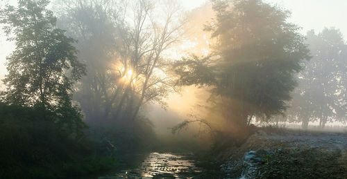 Trees on landscape against sky