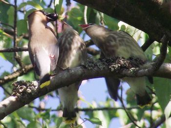 Low angle view of bird perching on tree