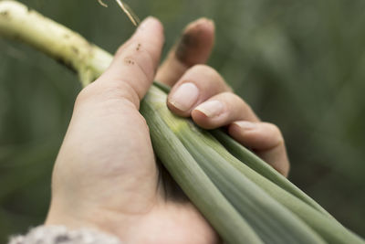 Woman holding a fresh green onion, pulled out of the ground.