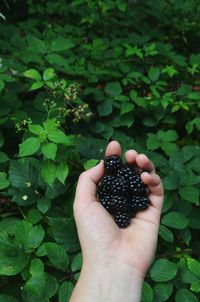 Cropped image of hand holding fruit