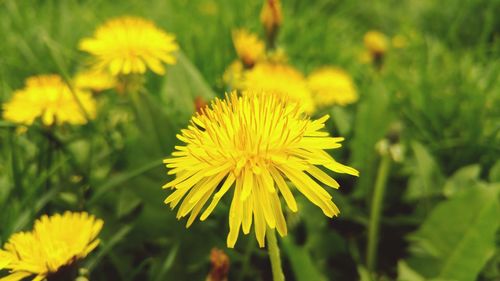 Close-up of yellow flower blooming outdoors