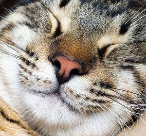 Close-up of cat sleeping