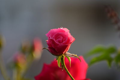 Close-up of pink rose