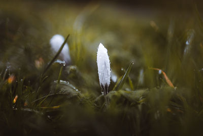 Close-up of water drops on plants