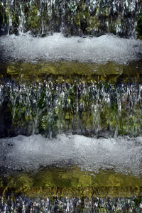 Close-up of ducks in water