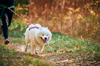 Canicross cross country running with samoyed dog, female musher running with white samoyed dog
