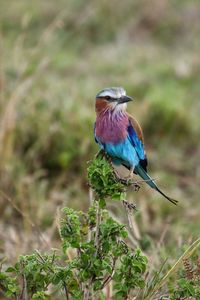 Close-up of bird perching on plant