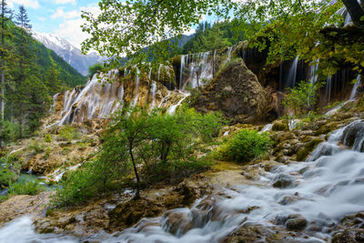 Scenic view of waterfall in forest