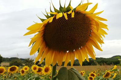 Close-up of sunflower in field against sky
