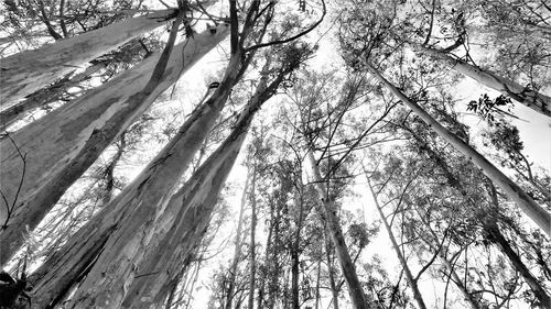 Low angle view of bamboo trees in forest