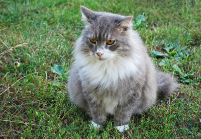 Gray cat sitting on grassy field