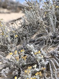 Close-up of frozen plant on land