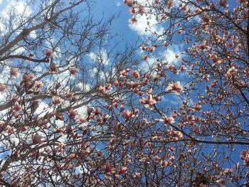 Low angle view of tree against sky