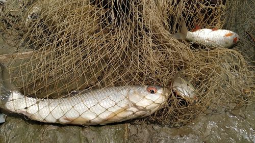 High angle view of fish in cage