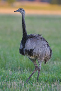 Side view of a bird on field