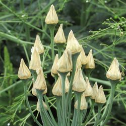 Close-up of flowers blooming outdoors