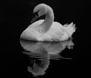 Close-up of swan swimming in lake