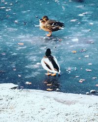 High angle view of mallard ducks in water