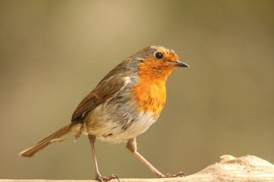 Close-up of a bird