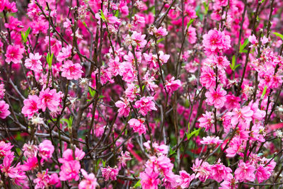 Close-up of pink flowers