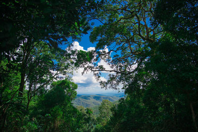 Trees growing in forest against sky