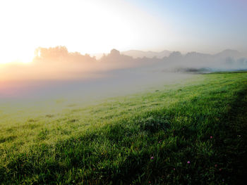 Scenic view of grassy field against sky