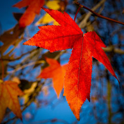 Close-up of maple leaves on branch