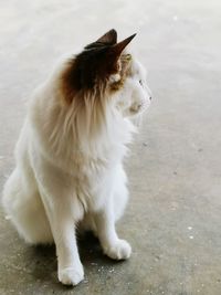 White cat looking away