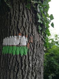 Close-up of tree trunk