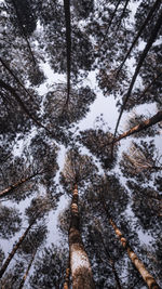 Low angle view of trees during winter