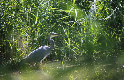 High angle view of gray heron perching on grass by lake