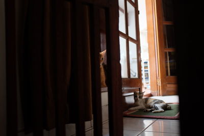 Cat relaxing on window at home