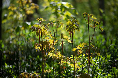 Close-up of yellow flowering plants on field