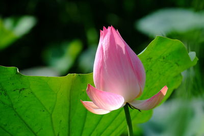 Lotus flowers illuminate