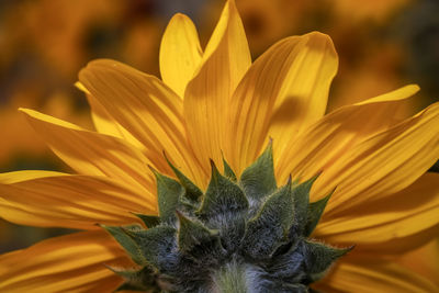 Prairie sunflower . close up . view from behind